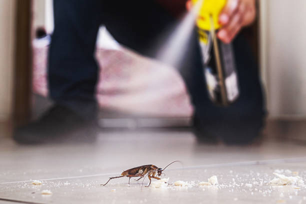 Best Rat Extermination Near Me  in Waterbury, CT