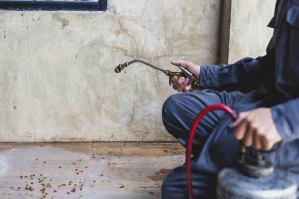 Wasp Removal Services in Waterbury, CT